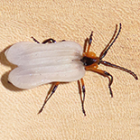 Lycus species